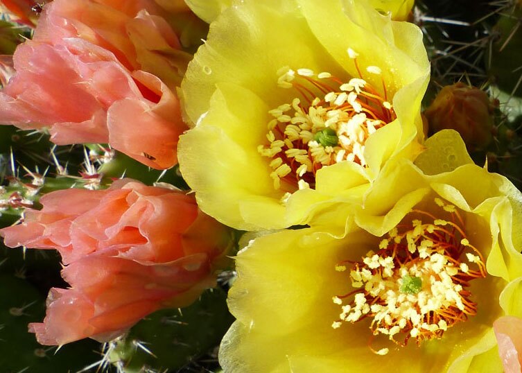 Cactus Flower image